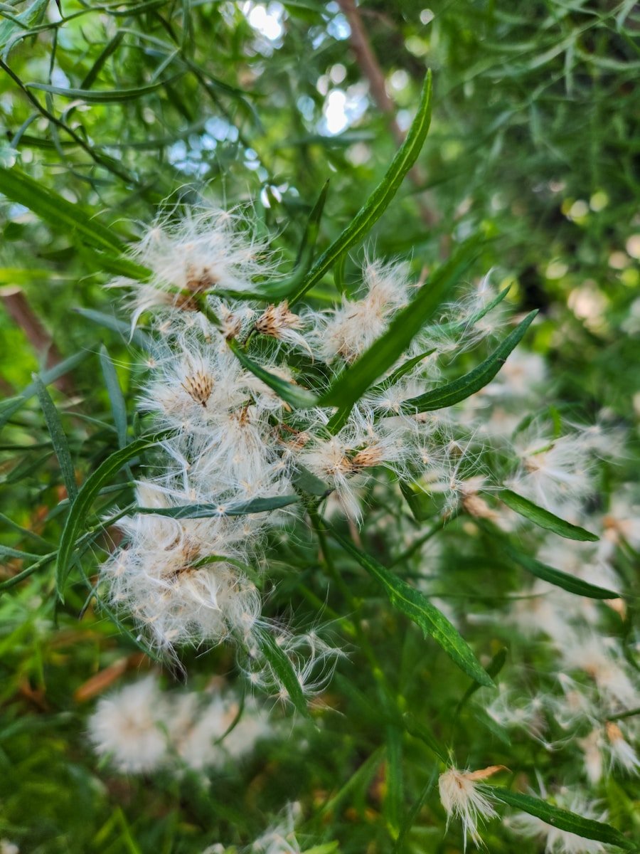 A close up of a plant with lots of white flowers